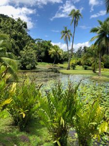 Jardin d'eau - Tahiti - Polynésie