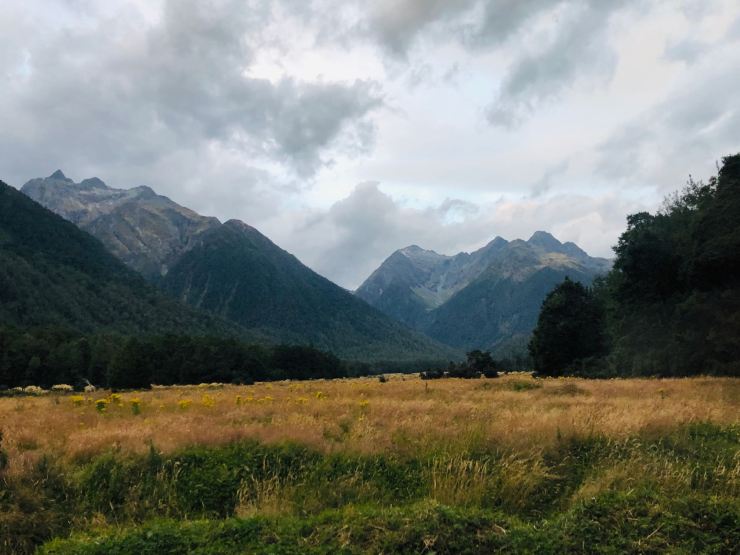 Champ de blé et début des fjords - Fjordland - Nouvelle-Zélande