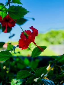 Jolie fleur exotique - Jardin d'eau - Tahiti - Polynésie
