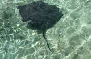 Raie pastenague - Lagoonarium - Moorea - Polynésie