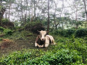 Tranquille la vache - Hiva Oa - Iles Marquises - Polynésie