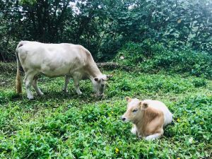 Vache et son veau en bord de route - Hiva Oa - Iles Marquises - Polynésie