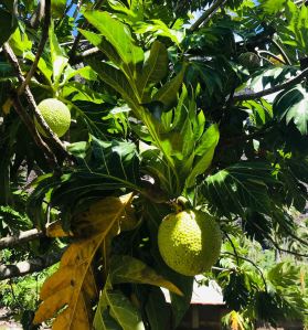 Arbre à Pain - Vallée d'Hakaui - Nuku Hiva - Iles Marquises - Polynésie