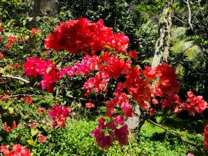 Luxuriance de la Vallée d'Hakaui - Bougainvillier - Nuku Hiva - Iles Marquises - Polynésie