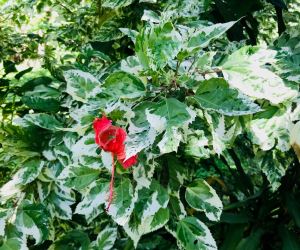Luxuriance de la Vallée d'Hakaui - Nuku Hiva - Iles Marquises - Polynésie