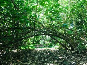 Allée royale envahie par les bambous - Vallée d'Hakaui - Nuku Hiva - Iles Marquises - Polynésie