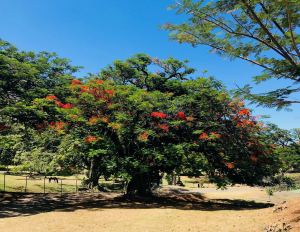 Arbre Marquisien - Vallée d'Hakaui - Nuku Hiva - Iles Marquises - Polynésie