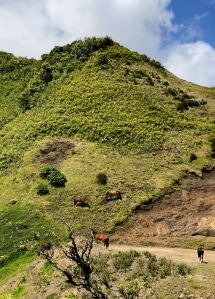 Chevaux sauvages - Sur la route - Nuku Hiva - Iles Marquises - Polynésie
