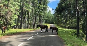 Chevaux sauvages sur la chaussée - Sur la route - Nuku Hiva - Iles Marquises - Polynésie