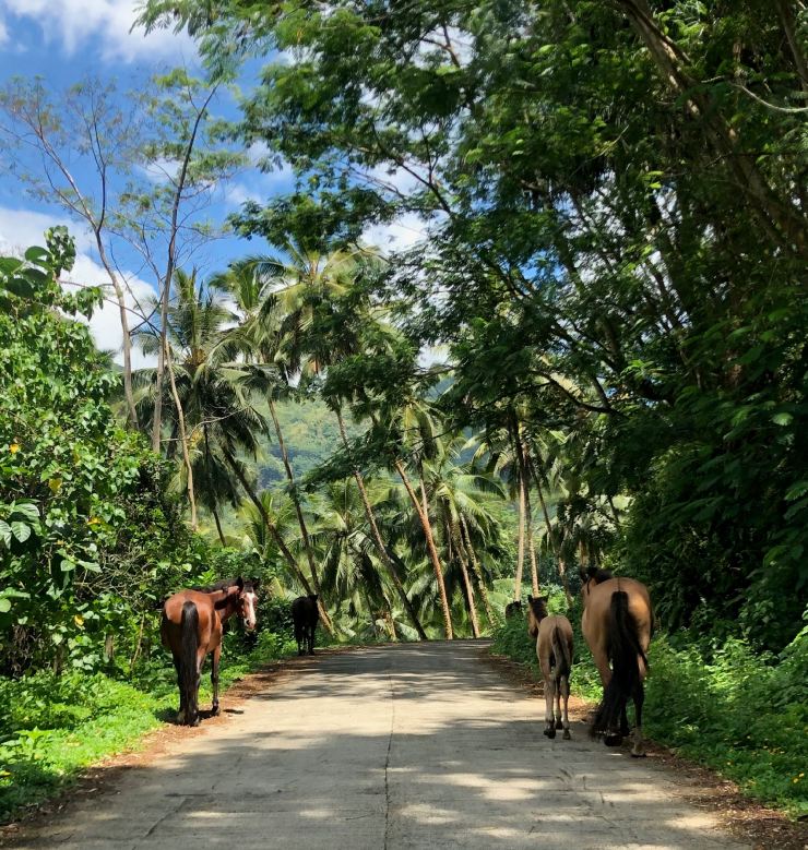 Chevaux sauvages - Nuku Hiva - Iles Marquises - Polynésie