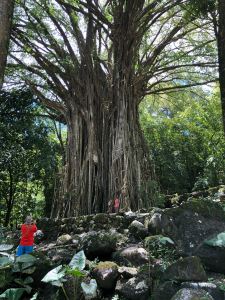 Banian sacré sur le site archéologiques en amont d' Hitaheu - Nuku Hiva - Iles Marquises - Polynésie