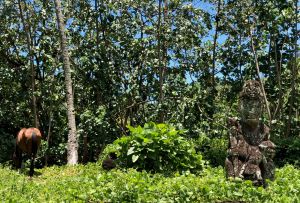 Grand tiki et cheval - Dans les sites archéologiques en amont d' Hitaheu - Nuku Hiva - Iles Marquises - Polynésie