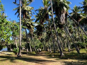 Cocoteraie dans la baie d'Anaho - Nuku Hiva - Iles Marquises - Polynésie