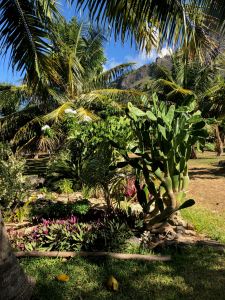 arbres à fleurs et à fruits dans la baie d'Anaho - Nuku Hiva - Iles Marquises - Polynésie