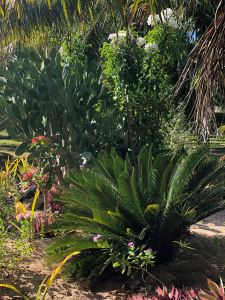 La baie d'Anaho, un véritable verger - Nuku Hiva - Iles Marquises - Polynésie