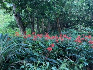Jolies fleurs de la vallée d'Hakaui - Nuku Hiva - Iles Marquises - Polynésie