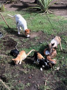 Les cochons, les chiens et les chats partagent le lait de coco - vallée d'Hakaui - Nuku Hiva - Iles Marquises - Polynésie