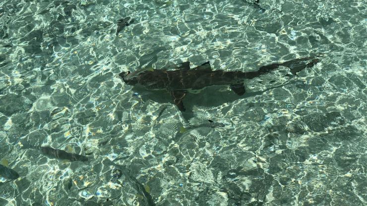 Requin à pointe noire ! - Lagoonarium - Moorea - Polynésie