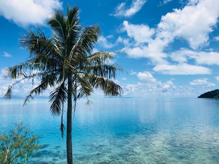 Lagon et Palmiers au Sud de l'île - Huahine - Polynésie