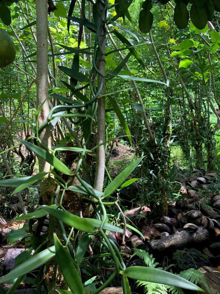 Gousses de vanille autour de leur branche - Tahaa - Polynésie