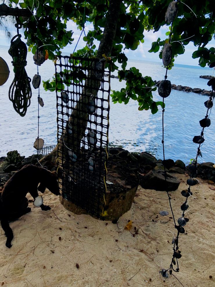 Filets d’huîtres perlières - A la ferme perlière Champon - Tahaa - Polynésie