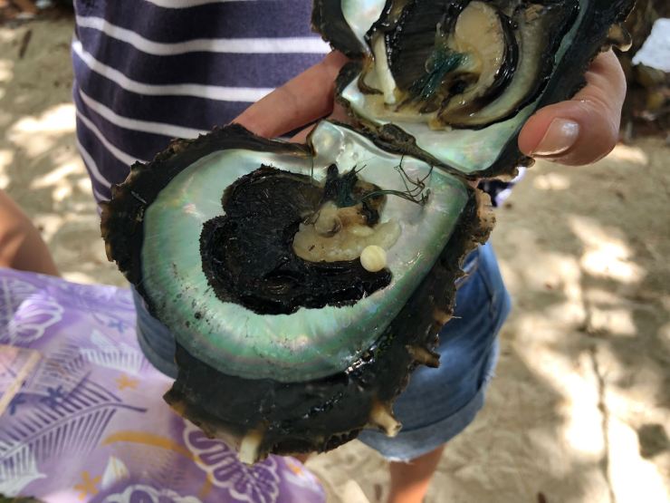 Comment obtient-on une perle ? - A la ferme perlière Champon - Tahaa - Polynésie