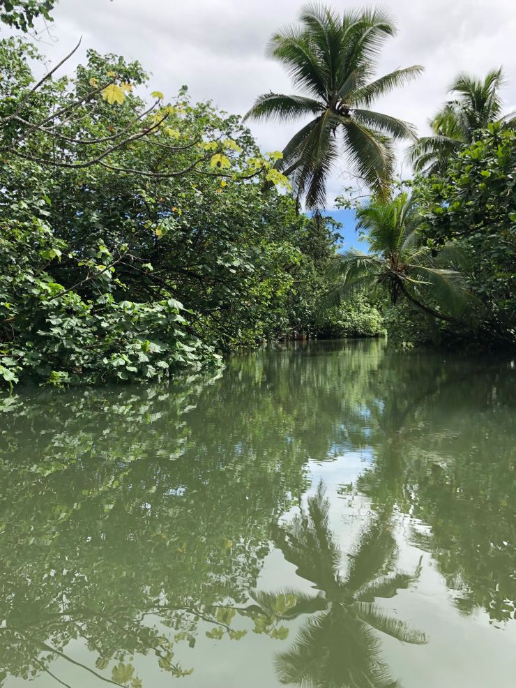 En remontant la rivière Faaroa - Raiatea - Polynésie