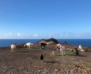 Chèvres face à la mer - Hiva Oa- Iles Marquises - Polynésie