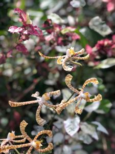 Orchidées sauvages - Nuku Hiva - Iles Marquises - Polynésie
