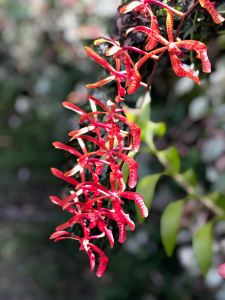Orchidées sauvages - Nuku Hiva - Iles Marquises - Polynésie