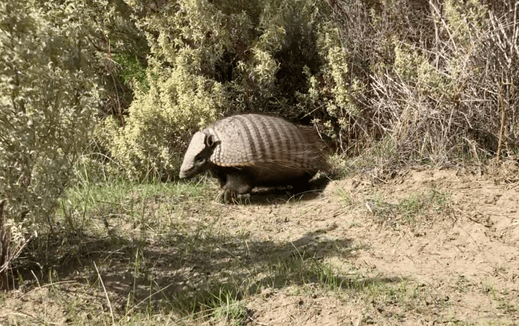 Tatou ! - Peninsule Valdes - Argentine