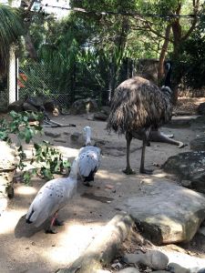 Autruche - Zoo de Sydney - Australie