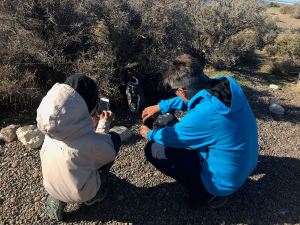Mais t'es tout caché, toi ? - Punta Tombo - Argentine