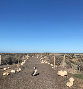 Top ! J'ai la priorité moi ! - Punta Tombo - Argentine