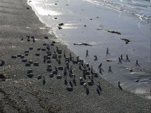 Sur la plage - Punta Tombo - Argentine