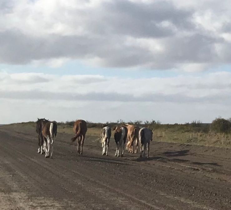 Chevaux sauvages sur la piste - Péninsule Valdes - Argentine