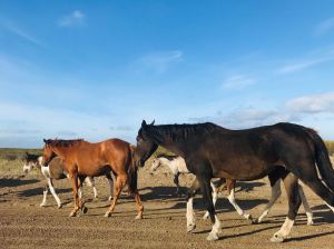 Chevaux sauvages sur la piste - Peninsule Valdes - Argentine