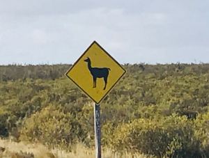 Attention, lamas ! - Péninsule Valdes - Argentine