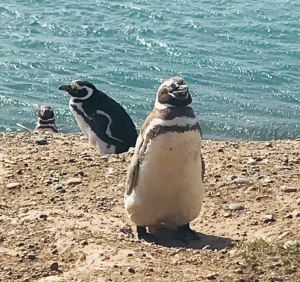 Elle était bonne la pêche ? - Punta Tombo - Argentine