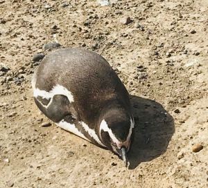 Little pinguin ! - Peninsule Valdes - Argentine