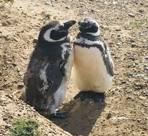 Ouais, j'ai pas fini ma mue - Punta Tombo - Argentine