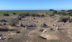 Habitat de manchots - Punta Tombo - Argentine