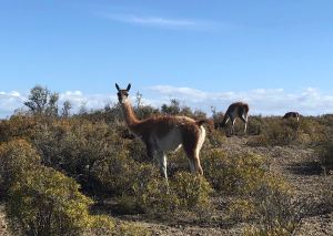 Guanacos - Péninsule Valdes - Argentine