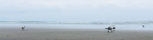 Salut les mouettes - Muriwai Beach - Nouvelle-Zélande