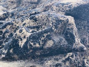 Rocher à moules - Muriwai Beach - Nouvelle-Zélande