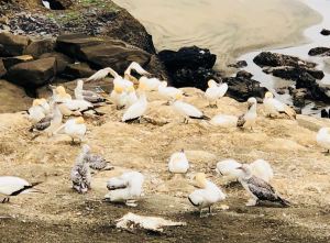 Fous de Bassan - Muriwai Beach - Nouvelle-Zélande