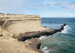 Colonie de Lions de mer - Péninsule Valdes - Argentine