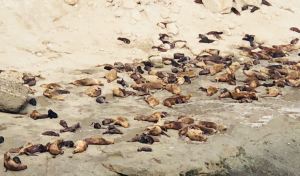 Lions de mer - Péninsule Valdes - Argentine