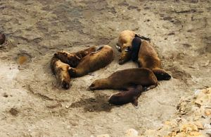 Lions de mer - Péninsule Valdes - Argentine