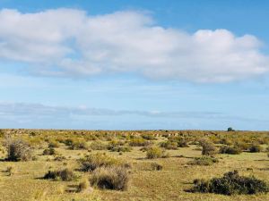 La lande désertique - Péninsule Valdes - Argentine